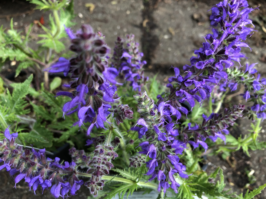 Salvia 'Bocofpea' (Feathers Peacock) Lilaroze Siersalie