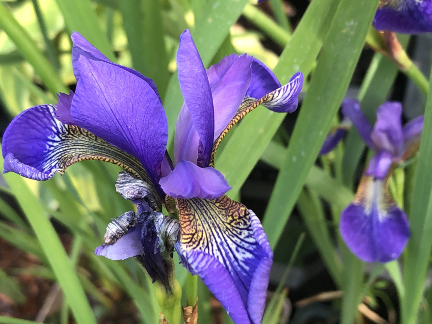 Iris sibirica Siberische Lis, Zwaardlelie