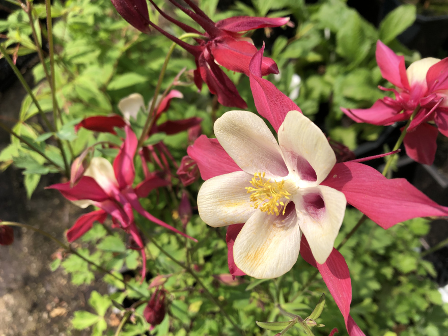 Aquilegia 'Crimson Star' Akelei
