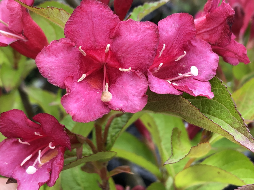 Weigela 'Bristol Ruby' Weigelia