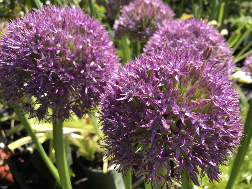 Allium 'Pinball Wizard' Paarse Sierui