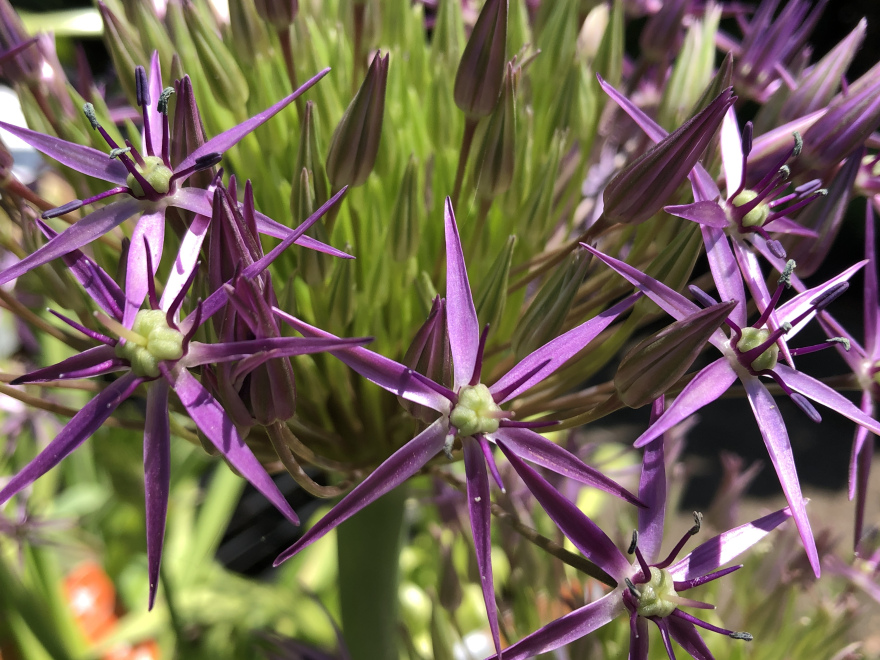 Allium christophii (syn. Allium albopilosum) Sterrenlook