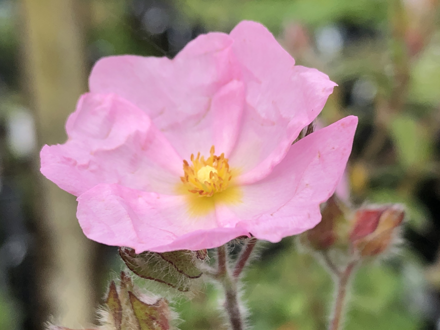 Cistus skanbergii Rotsroos
