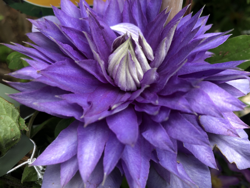 Clematis 'Multi Blue' Bosrank
