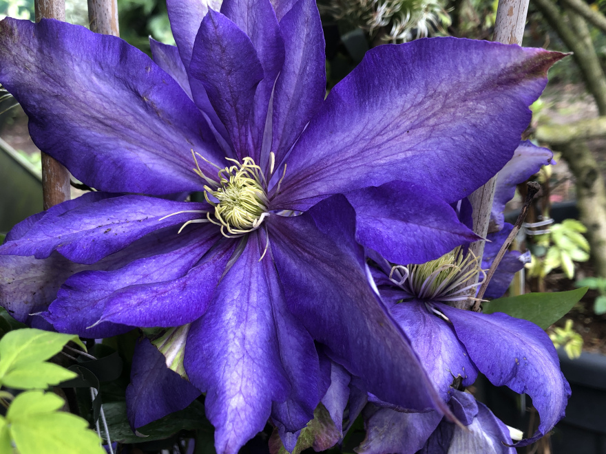 Clematis 'Daniel Deronda' Patens groep