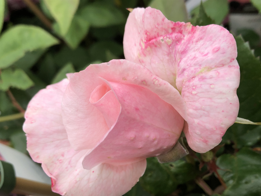 Rosa 'Marlis' Renaissance Roze Klimroos