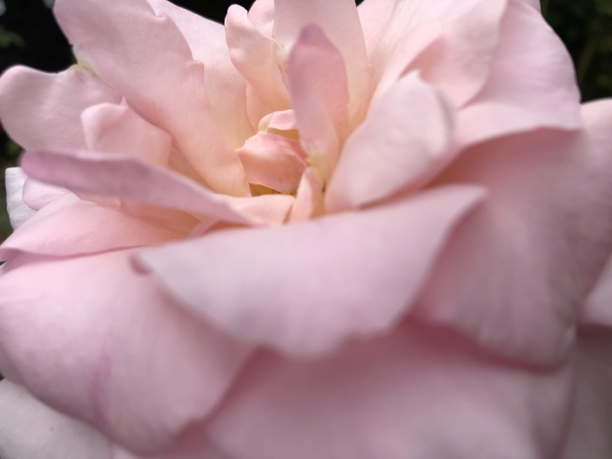 Rosa 'Peafanfare' (Whiter Shade Of Pale) (Stamroos) Gebroken Witte Roos