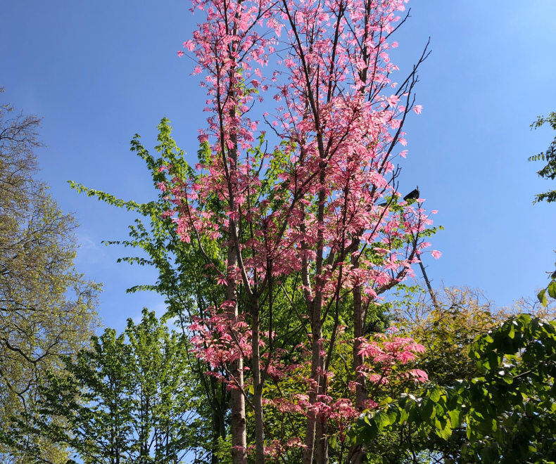 Toona sinensis 'Flamingo' Bontbladige Chinese Mahoganyboom, Chinese Toonboom, Bonte Uiensoepboom