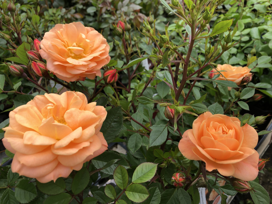 Rosa 'Clementine' Kleine trosroos, struikroos