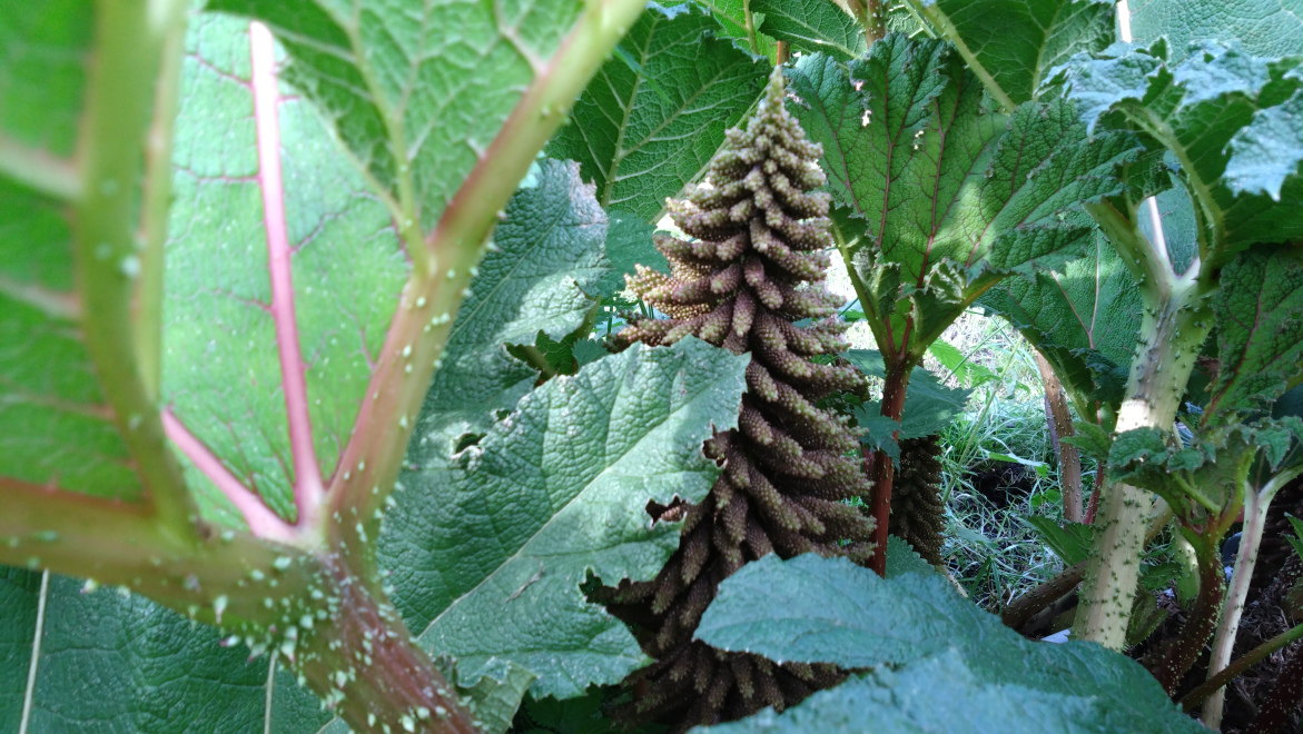 Gunnera manicata Mammoetblad, Braziliaanse Reuzenrabarber