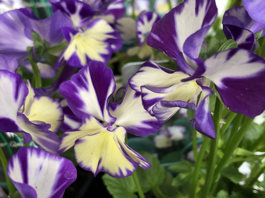 Viola 'Rebecca' (Cornuta-groep) Hoornviooltje