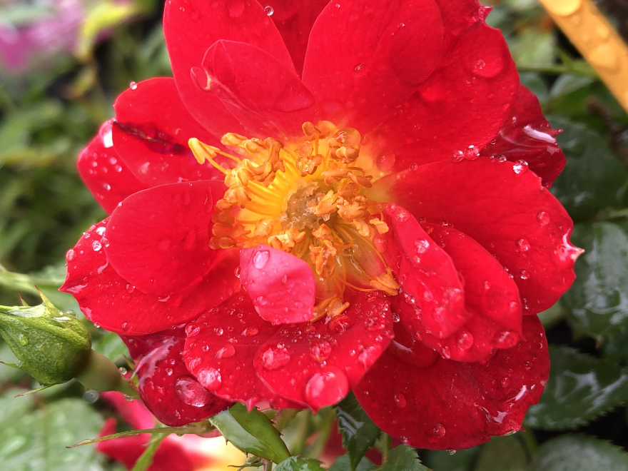 Rosa BIJENWEELDE LICHT-ROOD Lichtrode Bodembedekkende Roos