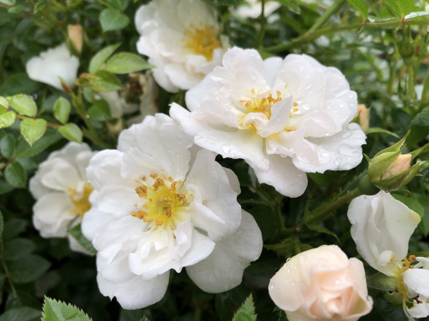 Rosa 'TAN11659' BIJENWEELDE WIT Witte Bodembedekkende Roos
