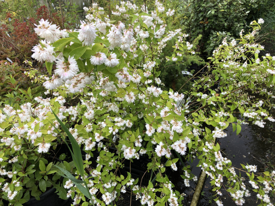 Deutzia magnifica Bruidsbloem