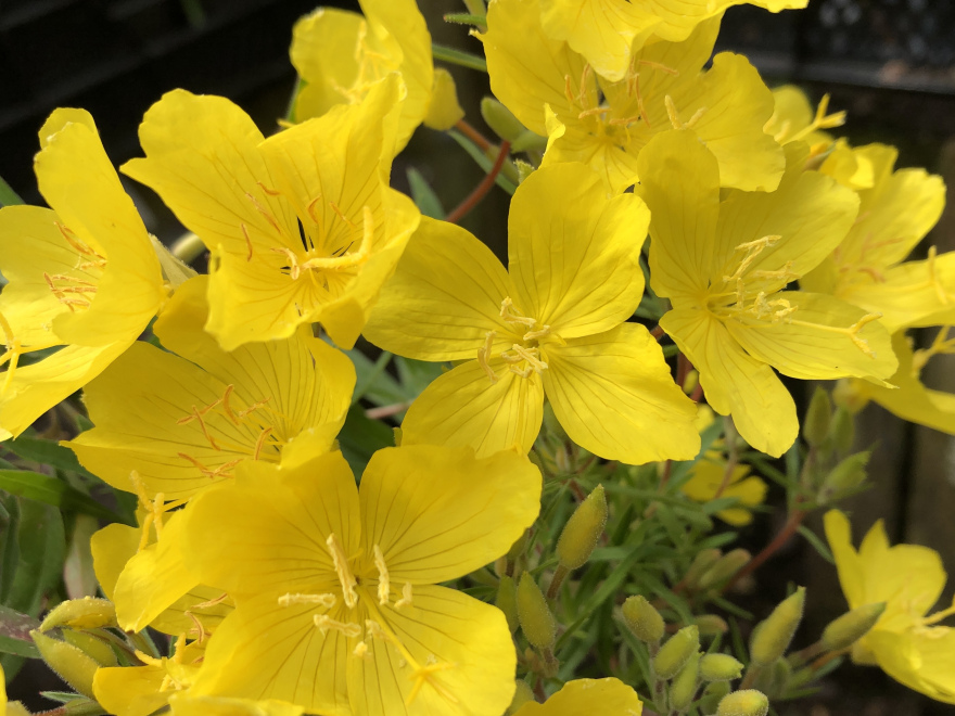 Oenothera 'Gold Crick' Teunisbloem
