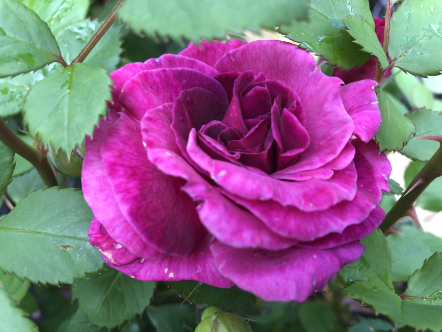 Rosa 'Mendoza Castle'  Trosroos