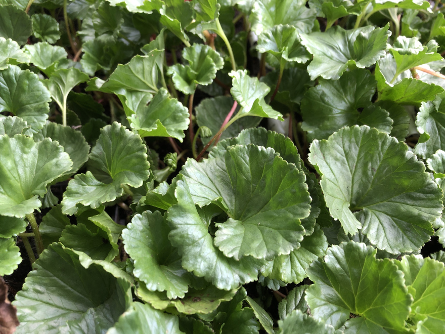Gunnera magellanica Dwergrabarber, sierrabarber