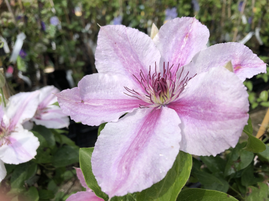 Clematis 'Darius' 