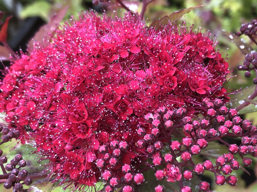 Spiraea japonica 'NCSX2' (Double Play Doozie) Goudkleurige Spirea