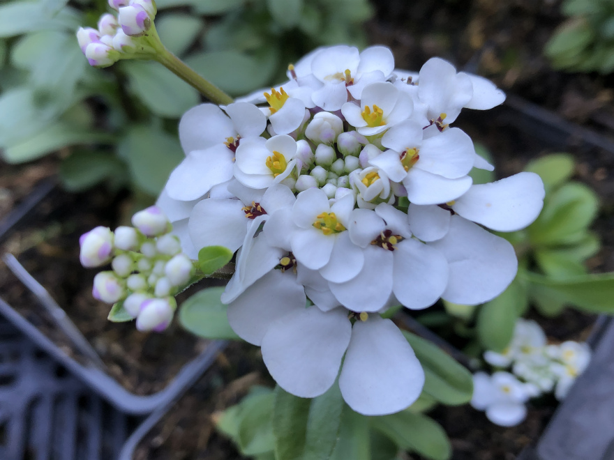 Iberis 'Masterpiece' Scheefbloem