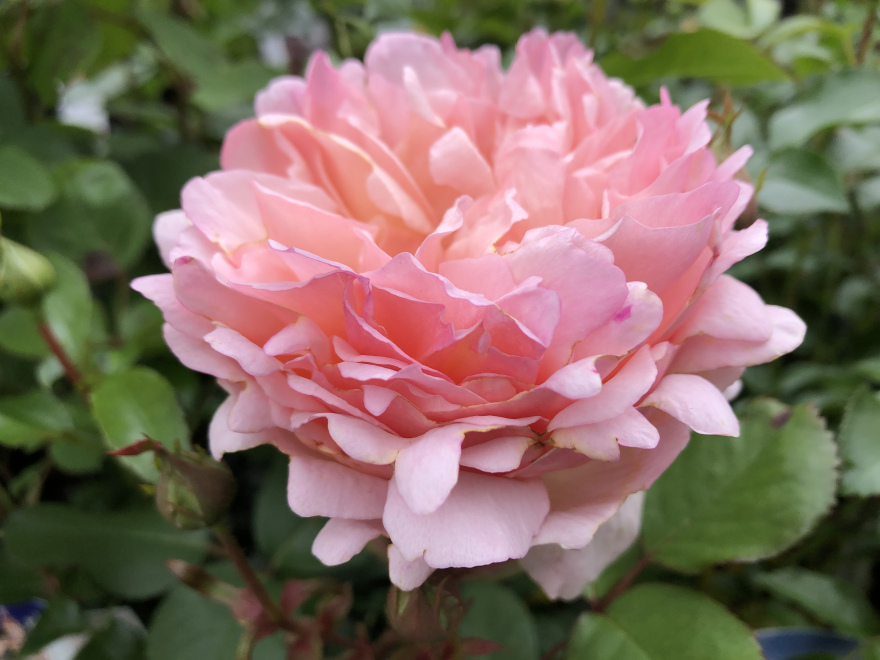 Rosa Meidysouk 'Princesse Charlene de Monaco' Lichtroze grootbloemige Trosroos