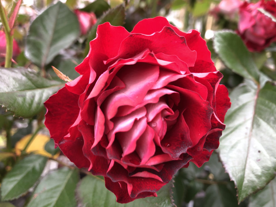 Rosa 'Korblohawa' (Rose der Einheit, Kissing Ayoba) Rood-paarse Trosroos, Struikroos