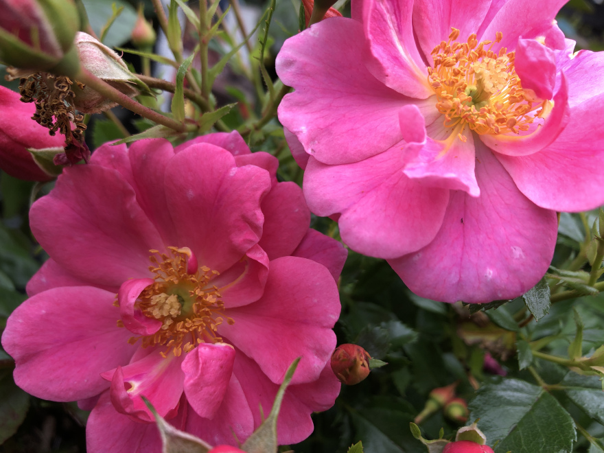 Rosa 'TAN11659' BIJENWEELDE ROZE Roze Bodembedekkende Roos