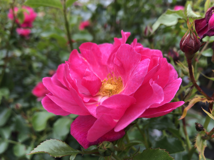 Rosa 'Korneobit' (Hotline) Struikroos, Trosroos, bodembedekker