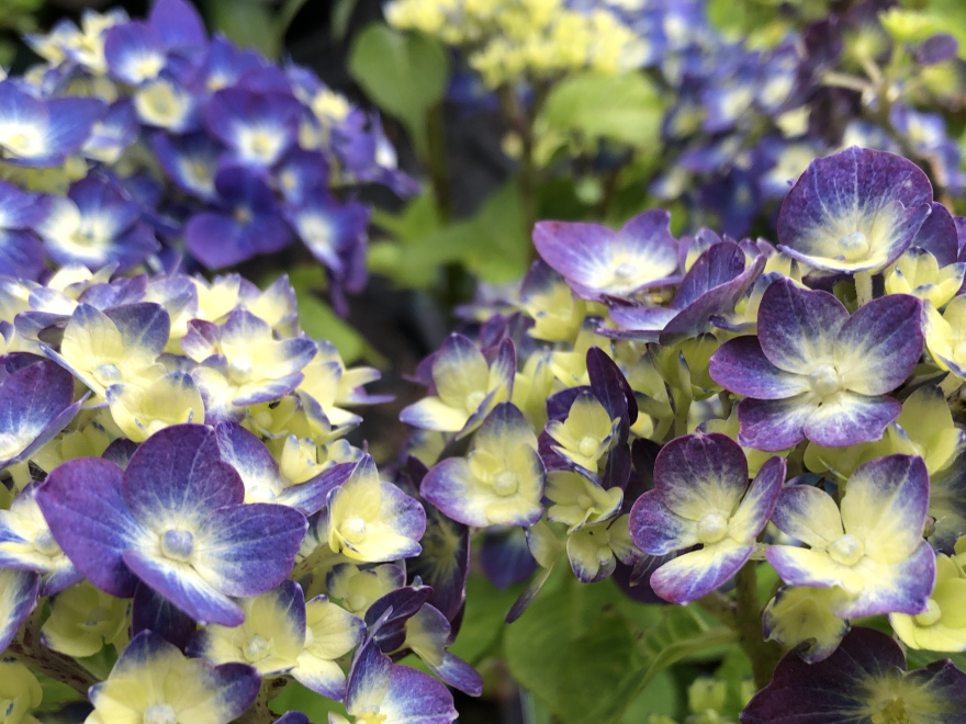 Hydrangea macrophylla 'Summer Love' Purple Endless Summer® 