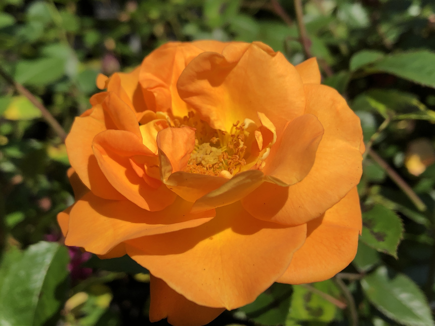 Rosa 'westzeit' Oranje Trosroos