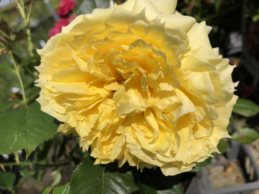 Rosa 'Tan0074' (China Girl) Citroengele Trosroos