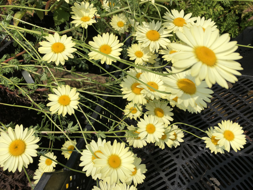 Anthemis hybrida 'E.C. Buxton' Gele kamille