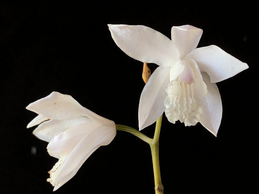 Bletilla striata 'Alba' Witte Japanse Orchidee