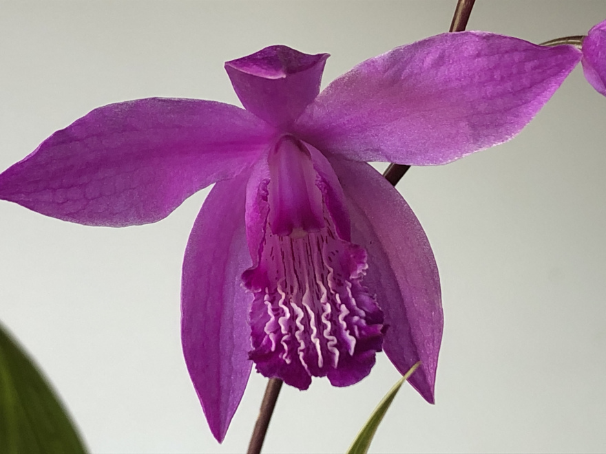 Bletilla striata Japanse orchidee (paars/roze)