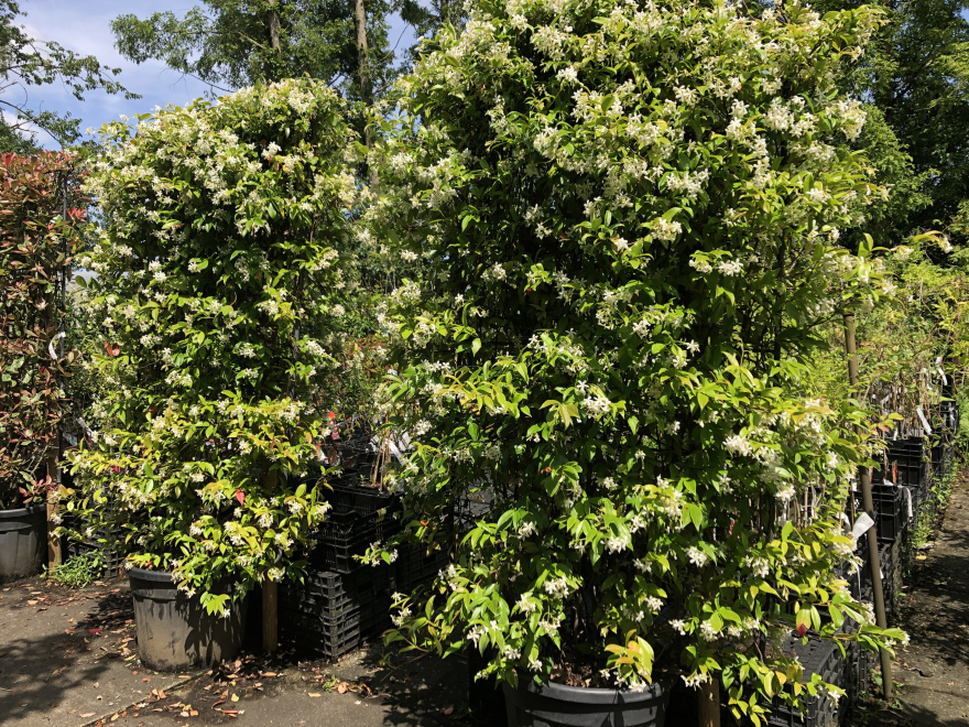 Trachelospermum jasminoides (Kant-en-klaarhaag) Toscaanse Jasmijn
