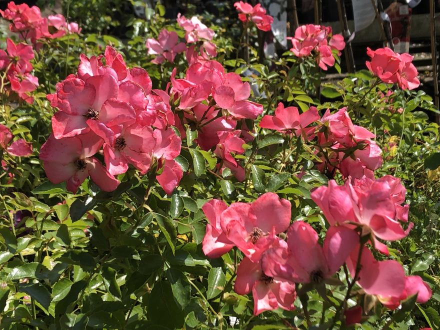 Rosa 'Wiljans' (Pink Blanket) Struikroos