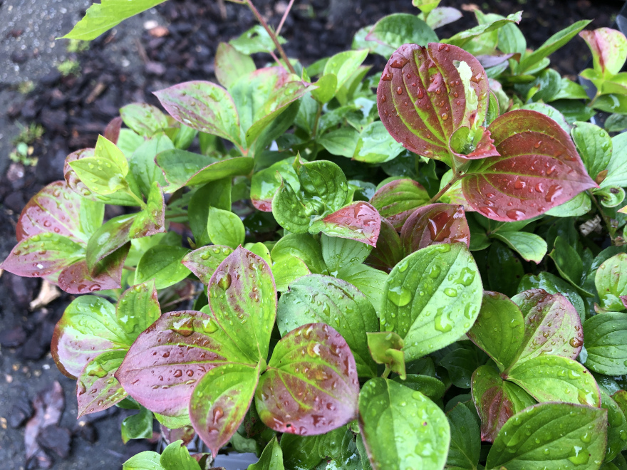 Cornus canadensis Canadese kornoelje