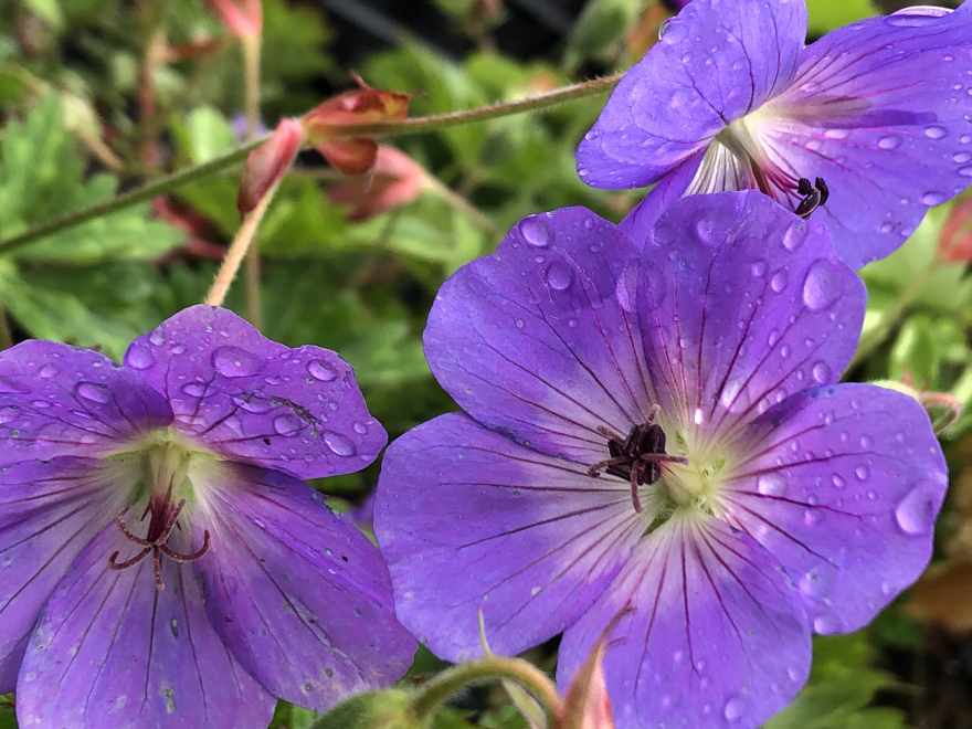Geranium 'Gerwat' (syn. Geranium 'Rozanne' of 'Jolly Bee') Ooievaarsbek