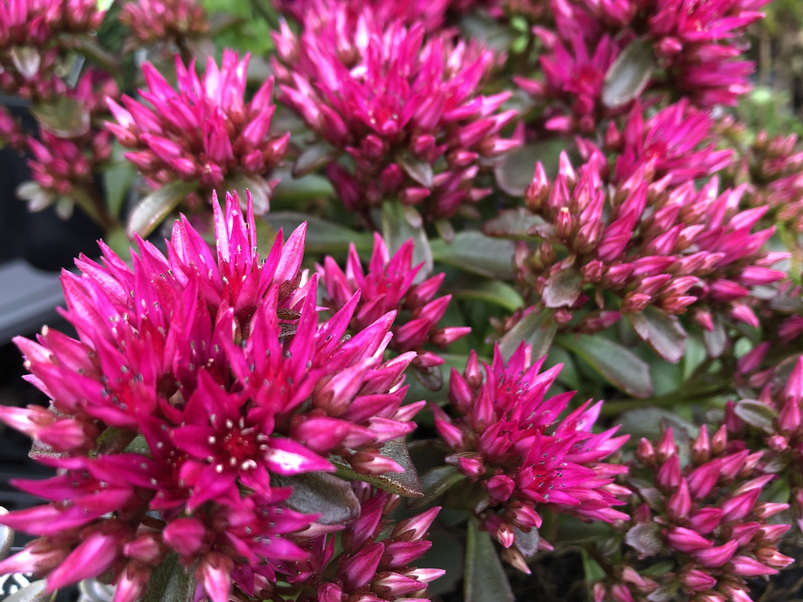 Sedum spurium 'Deep Rose' Hemelsleutel