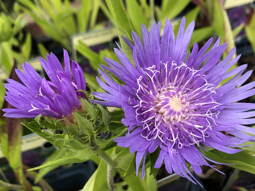 Stokesia laevis Korenbloemaster