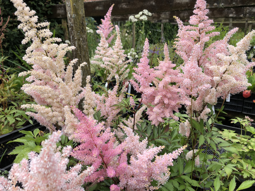 Astilbe 'Peach Blossom' pluimspirea