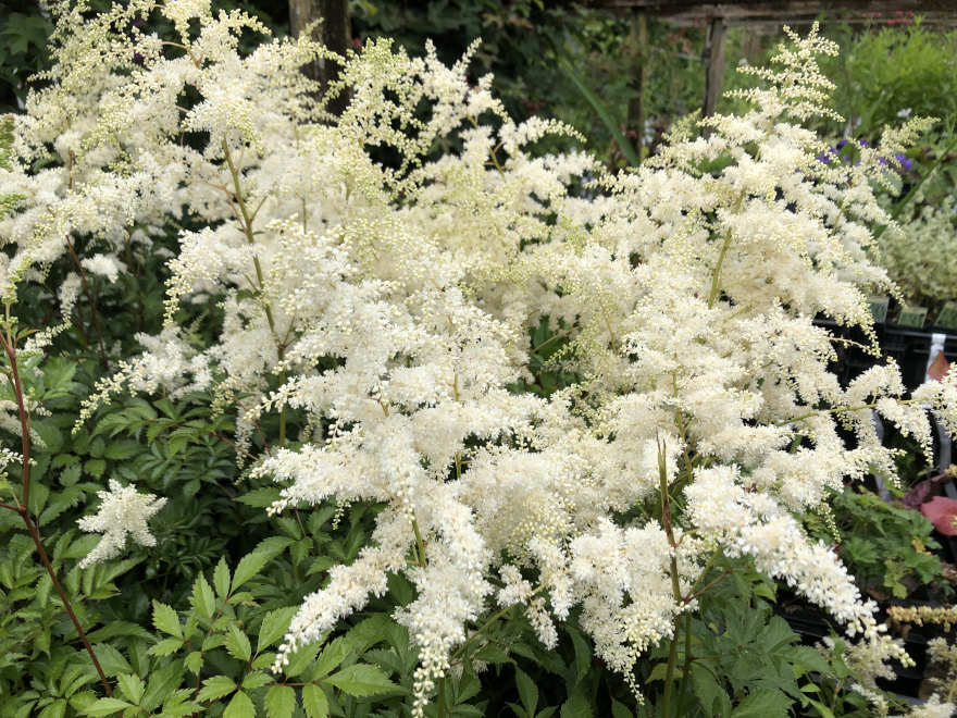 Astilbe 'Deutschland' Spirea