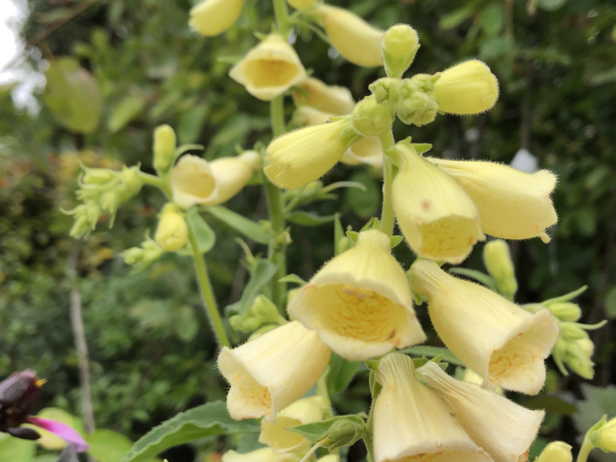 Digitalis grandiflora 'Creme Bell' Vingerhoedskruid