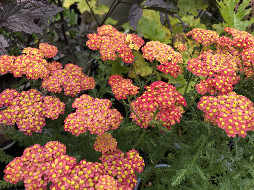 Achillea millefolium 'Paprika' Duizendblad