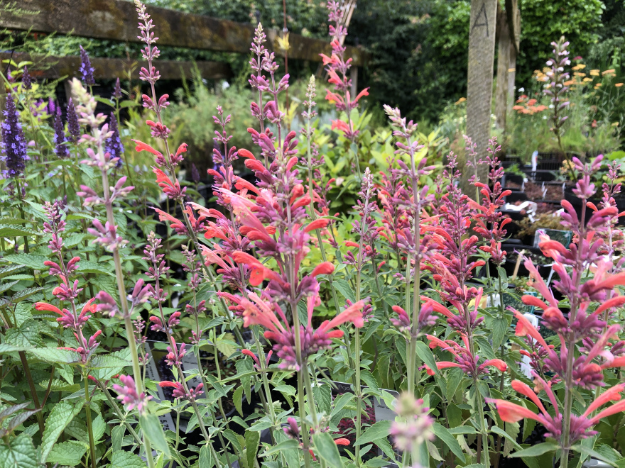Agastache 'Fleur' Dropplant	