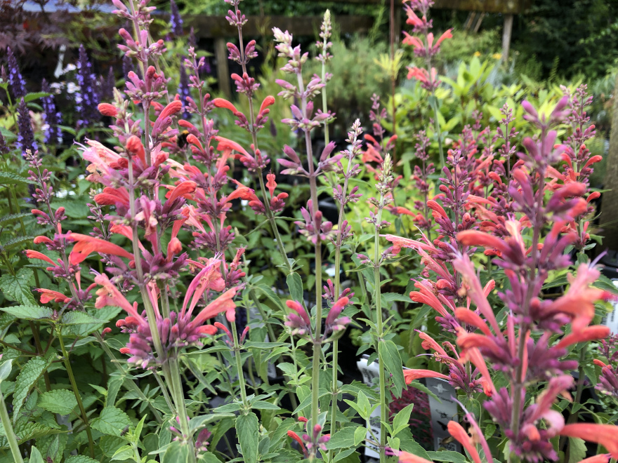 Agastache 'Fleur' Dropplant	