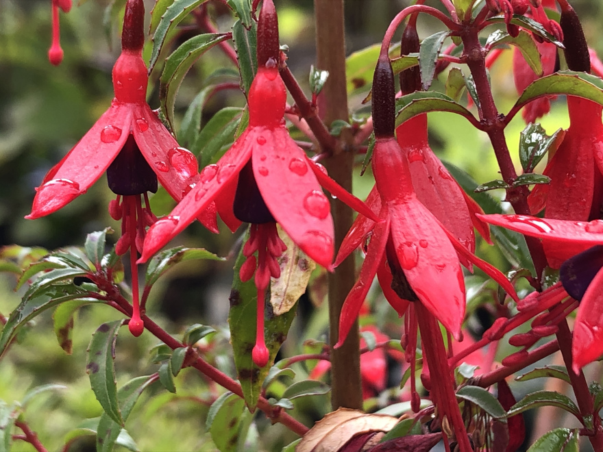 Fuchsia microphylla 'David' Fuchsia, Bellenplant