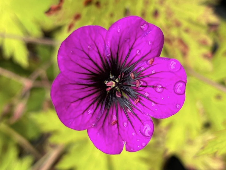 Geranium 'Ann Folkard' Ooievaarsbek