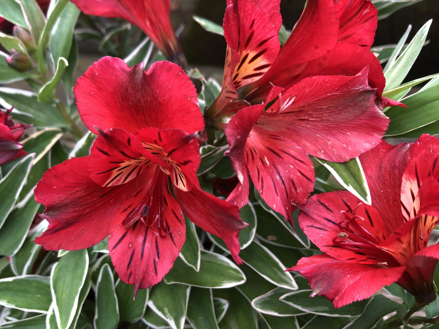 Alstroemeria colorita 'Katania' Rode Bontbladie Incalelie