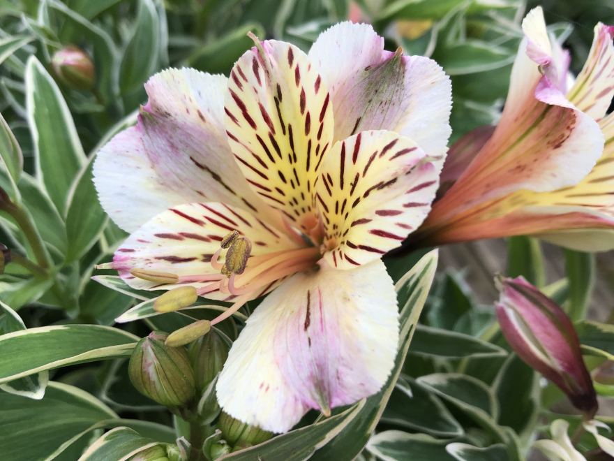 Alstroemeria colorita 'Fabiana' Witte Bontbladie Incalelie